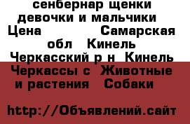 сенбернар щенки девочки и мальчики › Цена ­ 12 000 - Самарская обл., Кинель-Черкасский р-н, Кинель-Черкассы с. Животные и растения » Собаки   